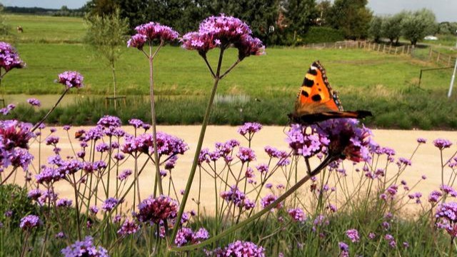 Tuin Vlinder Tuin Vlinder